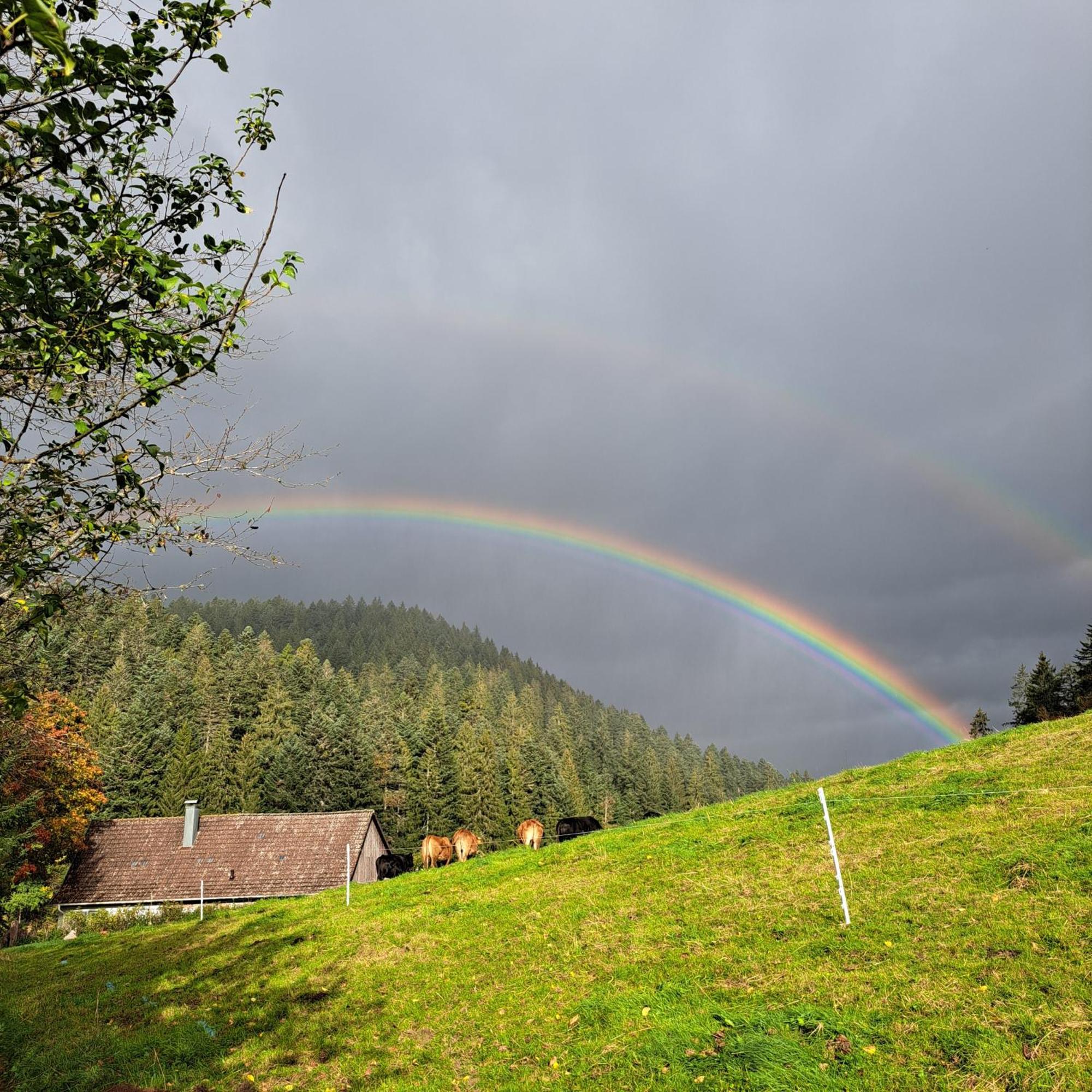 Ferienhaus Schwarzwald Seewald Erzgrube Badesee 100% Natur 外观 照片