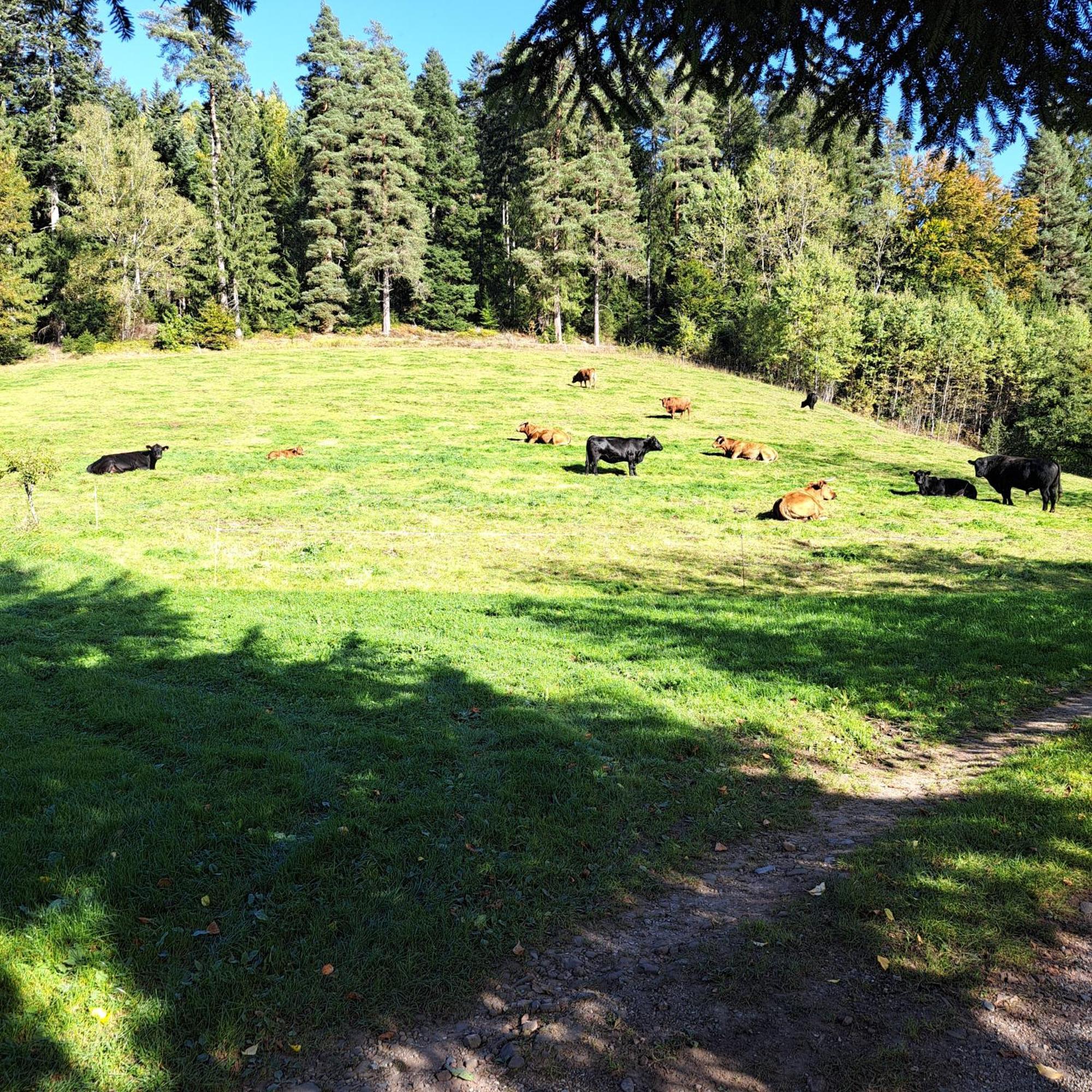 Ferienhaus Schwarzwald Seewald Erzgrube Badesee 100% Natur 外观 照片