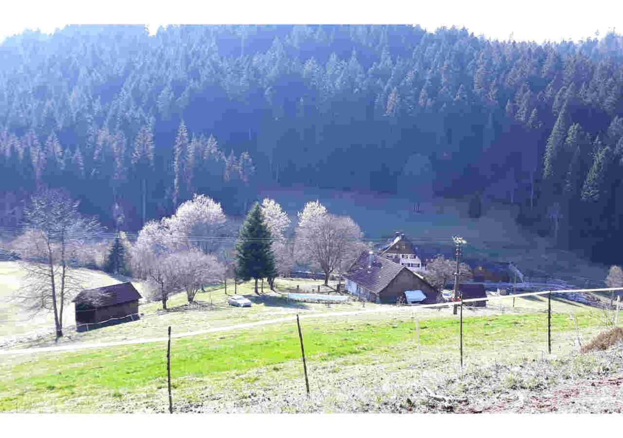 Ferienhaus Schwarzwald Seewald Erzgrube Badesee 100% Natur 外观 照片
